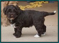 Xana Pilot pups 5 wks old 161