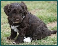 Xana Pilot pups 5 wks old 181