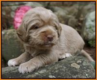 Xana Pilot pups 3 wks old 101