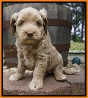 Xana Pilot pups 6 wks old 171