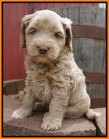 Xana Pilot pups 6 wks old 201