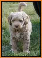 Xana Pilot pups 7 wks old 151