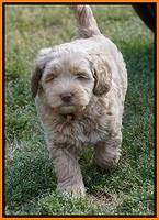 Xana Pilot pups 7 wks old 161