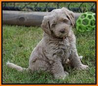 Xana Pilot pups 7 wks old 181