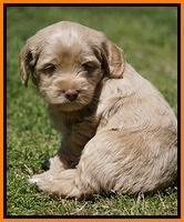 Xana Pilots pups 5 wks old 2233