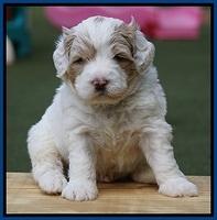 Julip Talon pups 4 wks old 51