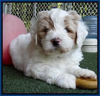 Julip Talon pups 6 wks old 201