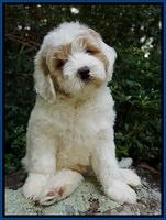 Julip Talon pups 8 wks old 21