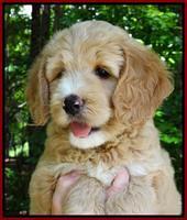 JUlip Talon pups 7 wks old 31