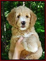 JUlip Talon pups 7 wks old 41