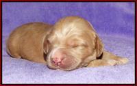 Julip Talong pups 1 wk old 41