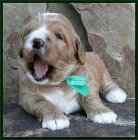 Julip Talon pups 3 wks old 91