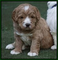 Julip Talon pups 4 wks old 111