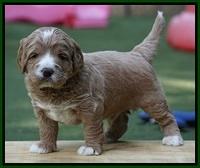 Julip Talon pups 4 wks old 131