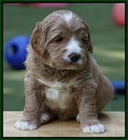 Julip Talon pups 4 wks old 171