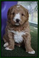 Julip Talon pups 5 wks old 111