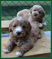 Julip Talon pups 6 wks old 141