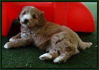 Julip Talon pups 6 wks old 231