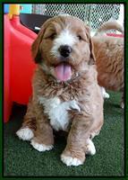 Julip Talon pups 6 wks old 241