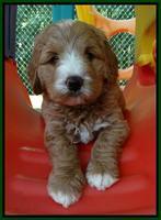 Julip Talon pups 6 wks old 251