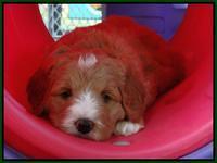 Julip Talon pups 6 wks old 261