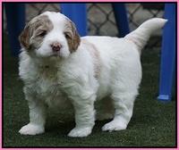 Julip Talon pups 4 wks old 201