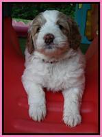 Julip Talon pups 6 wks old 401