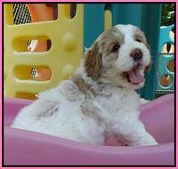 Julip Talon pups 6 wks old 441