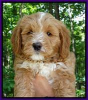 JUlip Talon pups 7 wks old 111