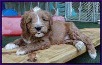Julip Talon pups 6 wks old 511