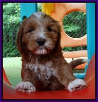 Julip talon pups 6 wks old 14000