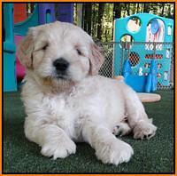 Julip Talon pups 6 wks old 321