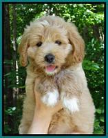 JUlip Talon pups 7 wks old 171