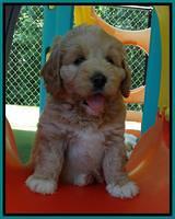 Julip Talon pups 6 wks old 681