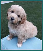 Julip Talon pups 6 wks old 721