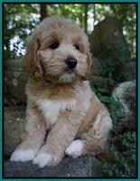 Julip Talon pups 8 wks old 241