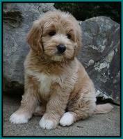 Julip Talon pups 8 wks old 261