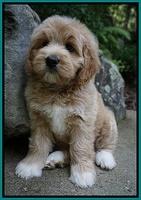 Julip Talon pups 8 wks old 271