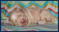 Paris Usher pups 1 wk old 2200