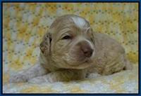 Paris Usher pups 2 wks old 11