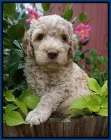 Paris Usher pups 5 wks old 21