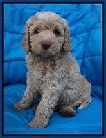 Paris Usher pups 6 wks old 2100