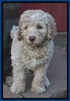 Paris Usher pups 7 wks old 31