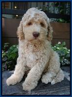 Paris Usher pups 8 wks old 2 70