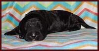Paris Usher pups 1 wk old 4200