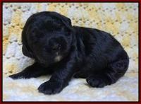 Paris Usher pups 2 wks old 51
