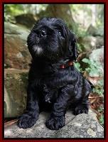 Paris Usher pups 3 wks old 51