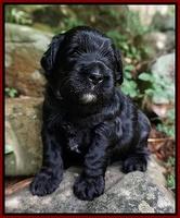 Paris Usher pups 3 wks old 61