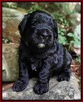 Paris Usher pups 3 wks old 71