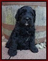 Paris Usher pups 4 wks old 41
